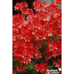 Azalea Mollis Brazil Tfe-C4.5L