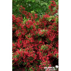 WEIGELA florida 'Red...