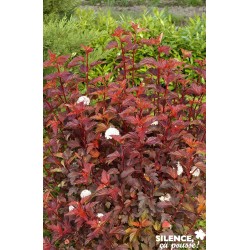 PHYSOCARPUS opulifolius...