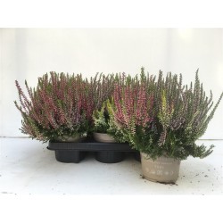 CALLUNA Garden Girls® Trio...