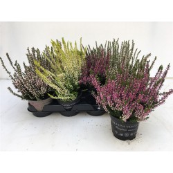 CALLUNA Garden Girls® P10.5