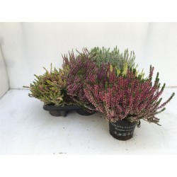 CALLUNA Garden Girls® P13-COUL