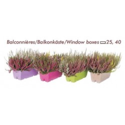 CALLUNA Garden Girls® Trio...
