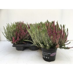 CALLUNA 'Twin Girls' Duo P10.5