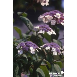 HYDRANGEA sargentiana FF...