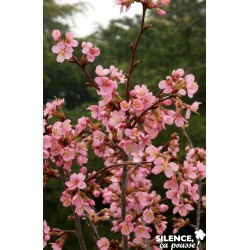 PRUNUS nipponica kurilensis...