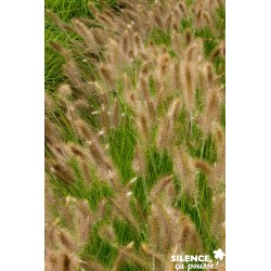 PENNISETUM alopecuroides...