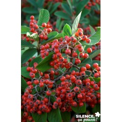 COTONEASTER lacteus FF...