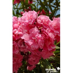 NERIUM oleander fleur...