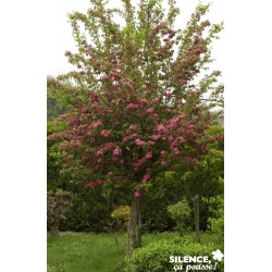 CRATAEGUS media 'Paul's...