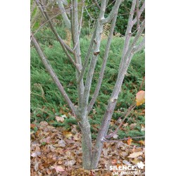 ACER davidii Viper® FF...