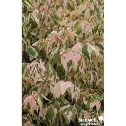 ACER negundo 'Flamingo' FF...