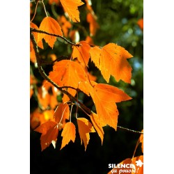 ACER freemanii 'Armstrong'...