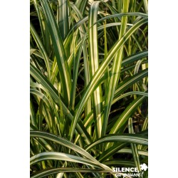 MISCANTHUS sinensis...