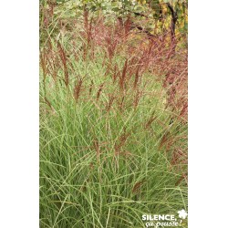 MISCANTHUS sinensis...