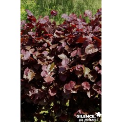 CORYLUS maxima 'Purpurea'...