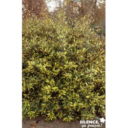 ELAEAGNUS pungens...