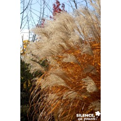 MISCANTHUS sinensis...