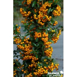 PYRACANTHA Saphyr Jaune®...