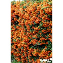 PYRACANTHA Saphyr Orange®...
