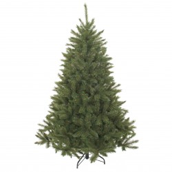 Sapin Bristlecône Vert...