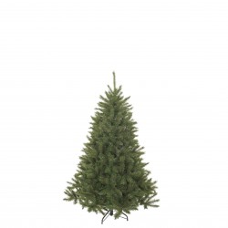 Sapin Bristlecône Vert...