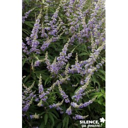 VITEX agnus-castus...