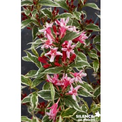 WEIGELA 'Nana Variegata' FF...