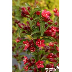 WEIGELA nain Rouge® COV-FF...