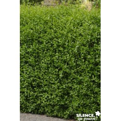 LIGUSTRUM ovalifolium FF...