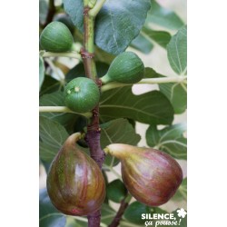 FIGUIER 'Madeleine des Deux...