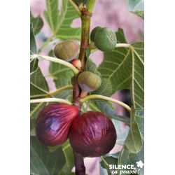 FIGUIER 'Violette Dauphine'...