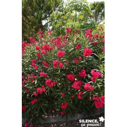 NERIUM oleander fleur...