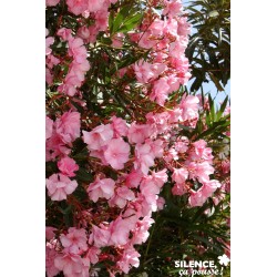 NERIUM oleander fleur...