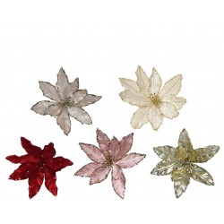 poinsettia sur clip...