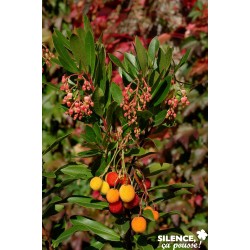 ARBUTUS unedo 'Roselily'...