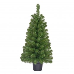 Sapin Norton En Pot Vert...