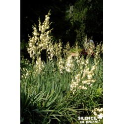 YUCCA filamentosa FF 80/100...