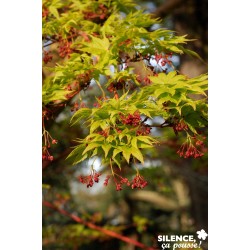 ACER palmatum 'Sango-kaku'...
