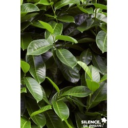 PRUNUS laurocerasus...