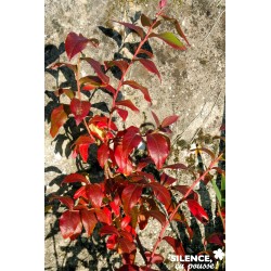 MYRTILLIER 'Blue Crop' FF...