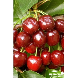 Cerisier hatif burlat...