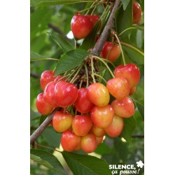 Cerisier napoleon tg-h110-c15l