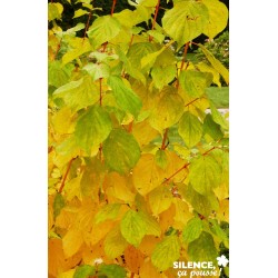 CORNUS sanguinea 'Magic...