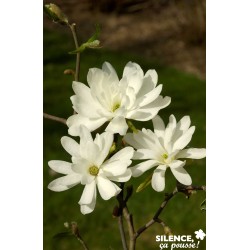 MAGNOLIA stellata 'Royal...