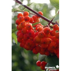SORBUS aucuparia 'Wettra'...