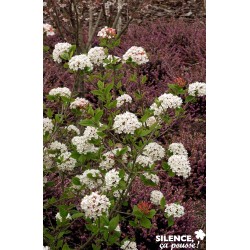 VIBURNUM burkwoodii...
