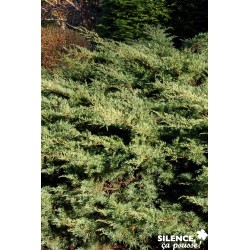 JUNIPERUS pfitzeriana...