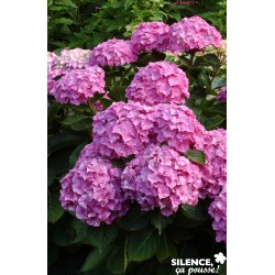 HYDRANGEA macrophylla...