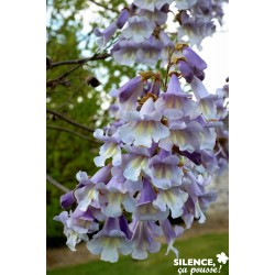 PAULOWNIA fortunei 'Fast...